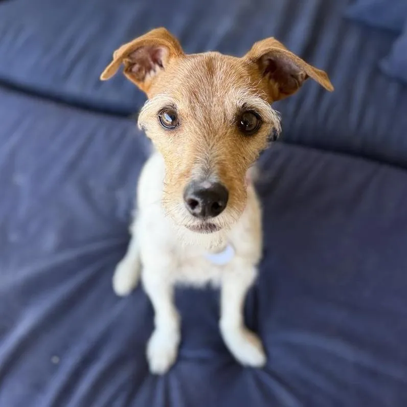 A senior small-sized male White / Cream Jack Russell Terrier dog named Jackson for adoption in Ramona, CA