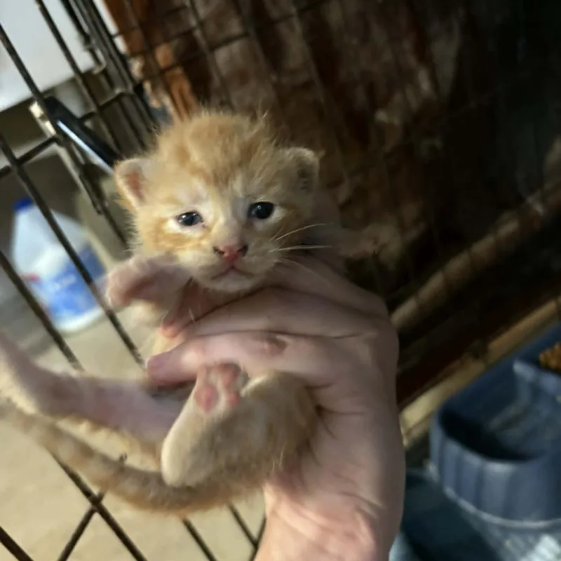 A baby small-sized male Orange / Red Domestic Short Hair cat named Chocolate Chip for adoption in Stephenville, TX