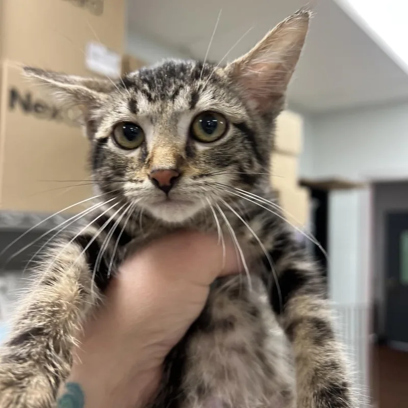 A baby small-sized male Brown / Chocolate Domestic Short Hair cat named Captain UnderpantsC for adoption in East Saint Louis, IL