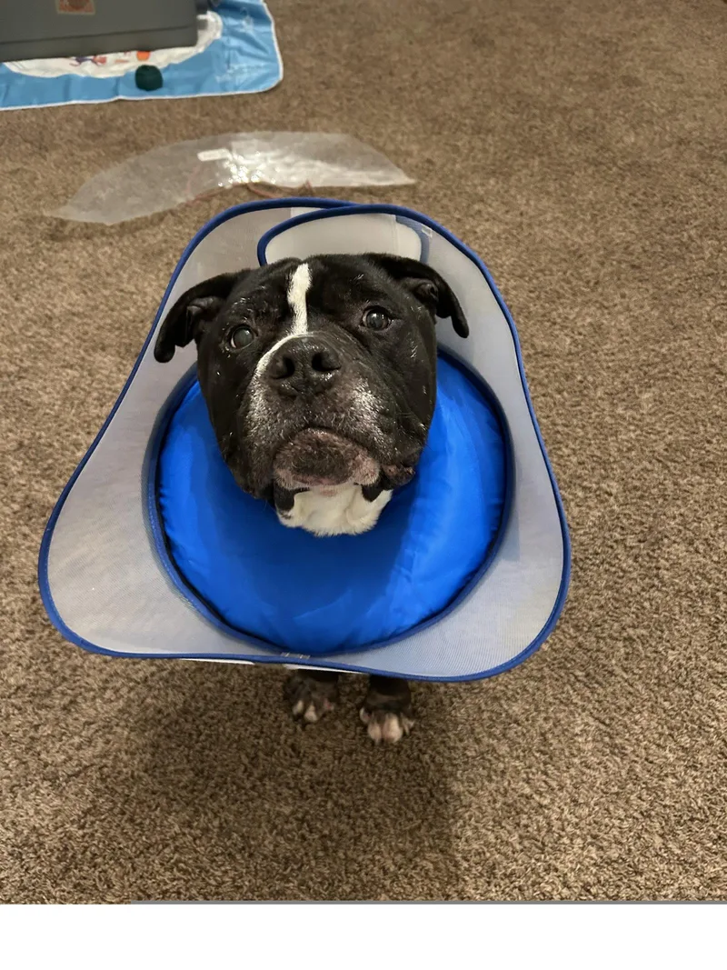 An adult large-sized male Pit Bull Terrier dog named Moe for adoption in Roseville, CA
