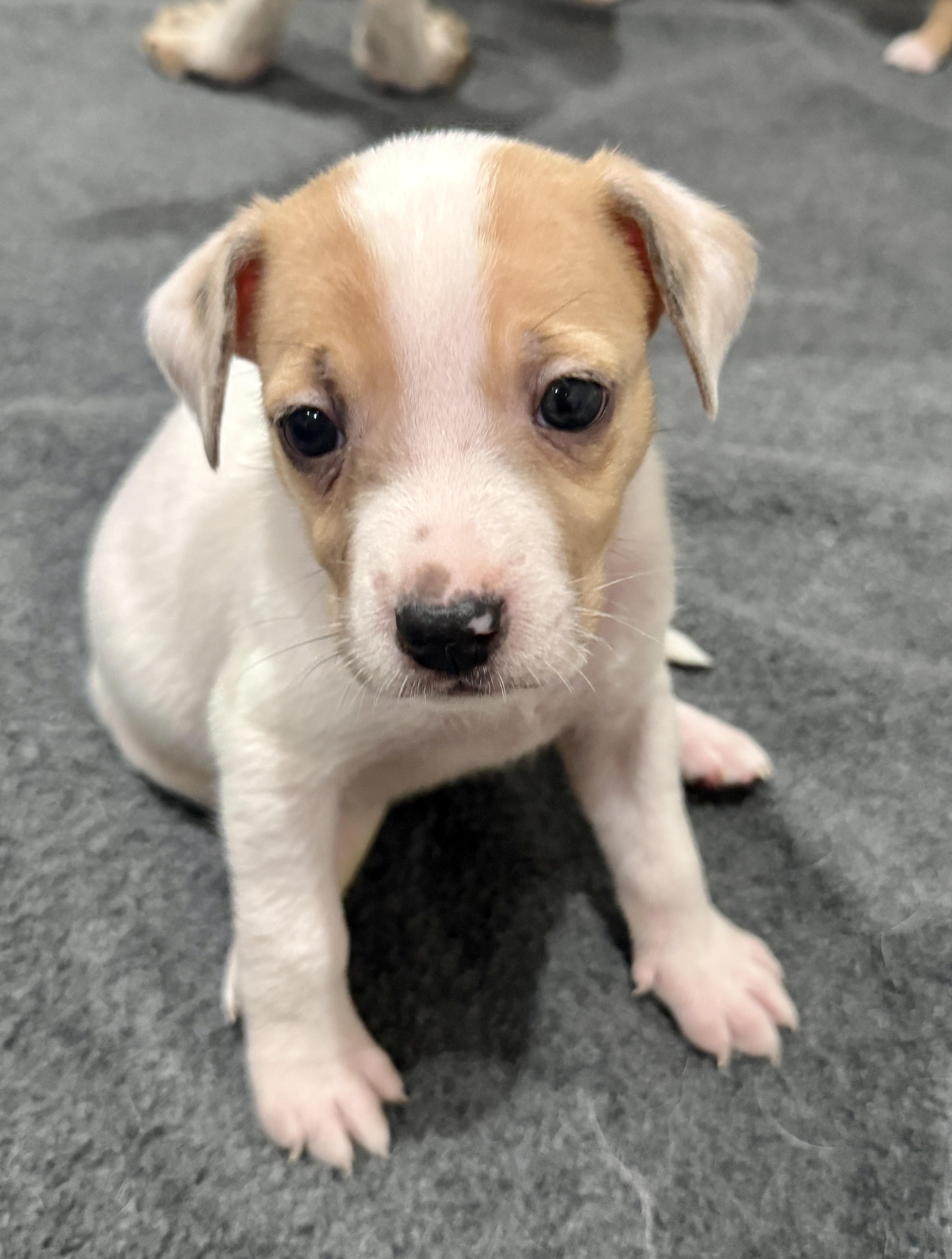 A baby medium-sized female Australian Cattle Dog / Blue Heeler dog named Rebel for adoption in Los angeles, CA