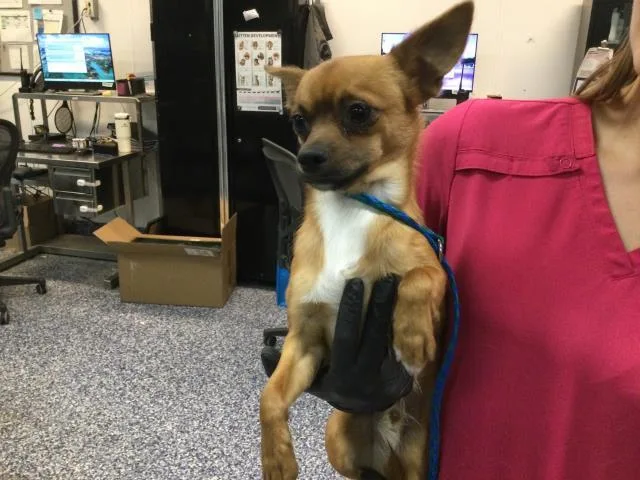 A young small-sized male Chihuahua dog named Rusty for adoption in Thousand Palms, CA