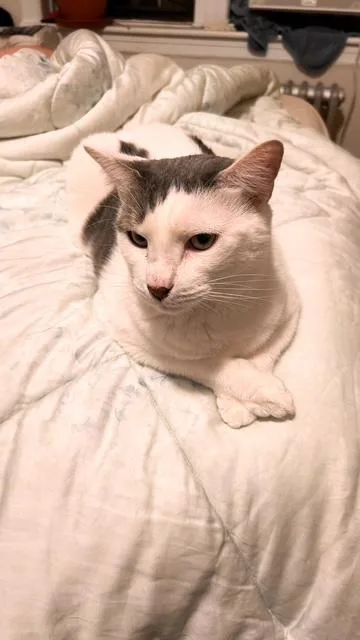 A young medium-sized female Calico cat named Naco and Bacardi for adoption in New York, NY