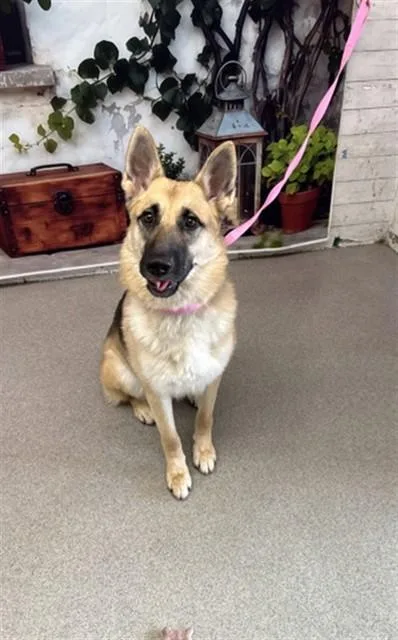 A young small-sized female German Shepherd Dog dog named Darla for adoption in San Bernardino, CA