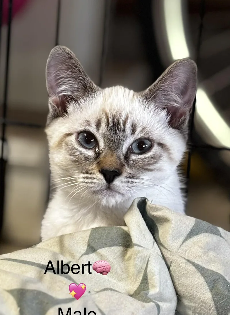 Pappusand Albert thumbnail 3