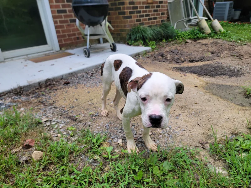 Flash And Dash thumbnail 2