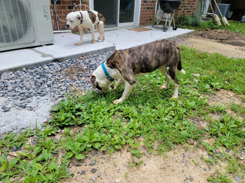 Flash And Dash thumbnail 3