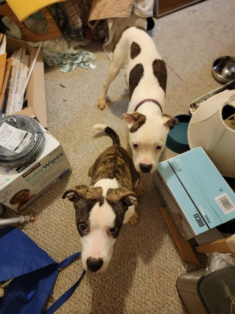 Flash And Dash thumbnail 4