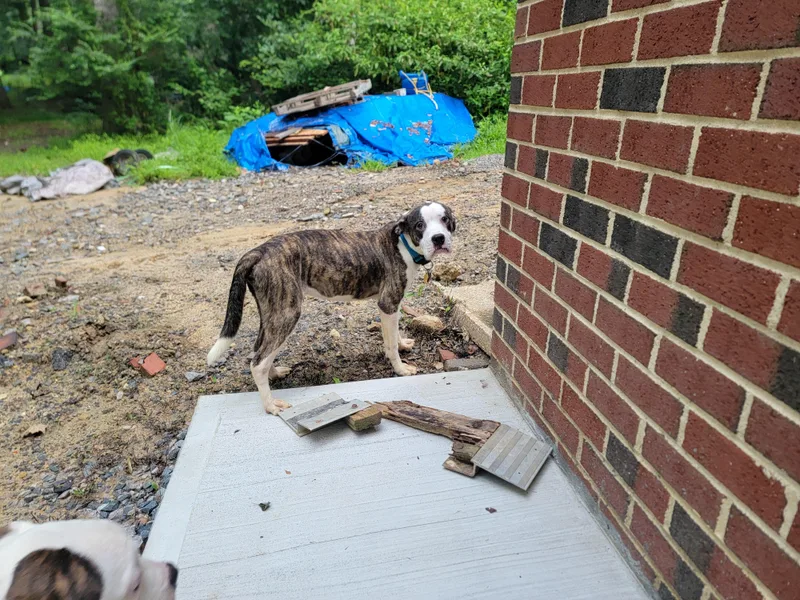 Flash And Dash thumbnail 5