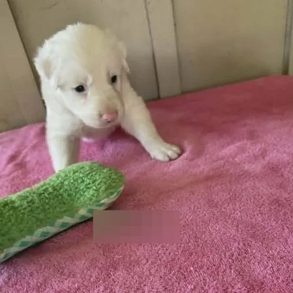 A baby medium-sized male White / Cream Australian Shepherd dog named Dylan for adoption in Alexandria, VA