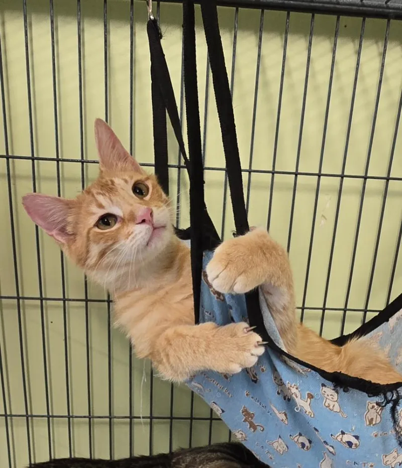 A baby medium-sized male Domestic Short Hair cat named Martian Manhunter for adoption in Auburn, IN