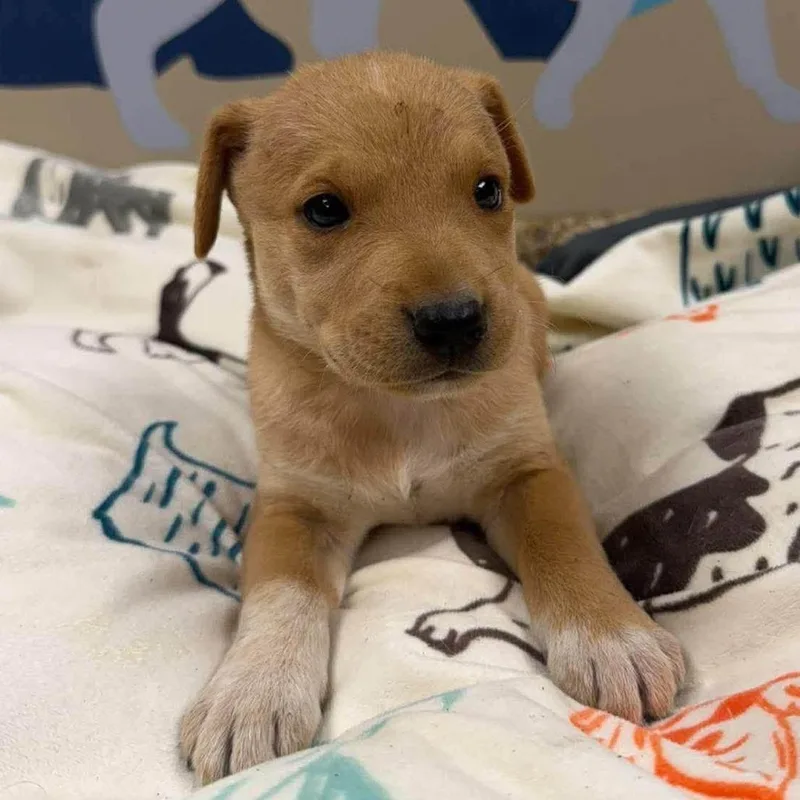 A baby medium-sized male Shepherd dog named Louie for adoption in Alexandria, VA