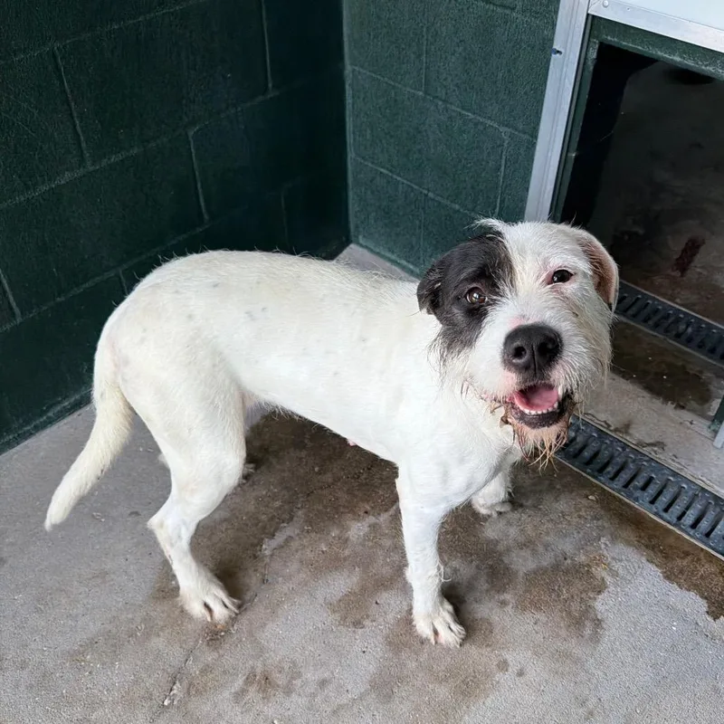 An adult medium-sized female White / Cream Wirehaired Terrier dog named Scrub Mommy for adoption in Carencro, LA