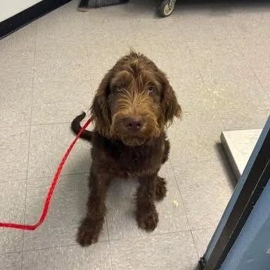 A young medium-sized male Brown / Chocolate Poodle dog named Quinn for adoption in Bastrop, TX