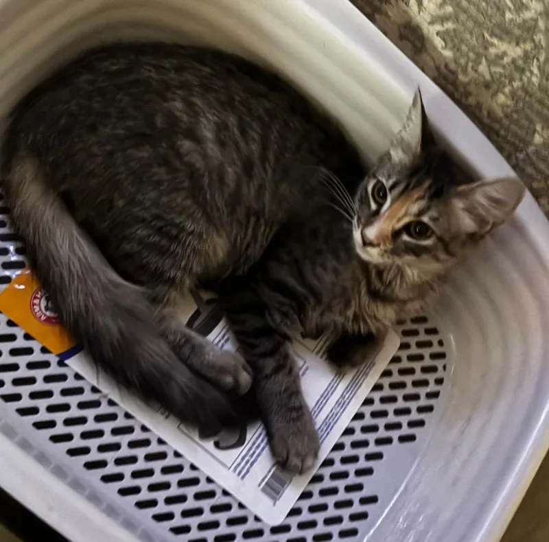 A baby small-sized female Domestic Short Hair cat named Mary Jane for adoption in Little Rock, AR