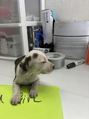 A baby small-sized female Pit Bull Terrier dog named Spooky for adoption in Gainesville, FL