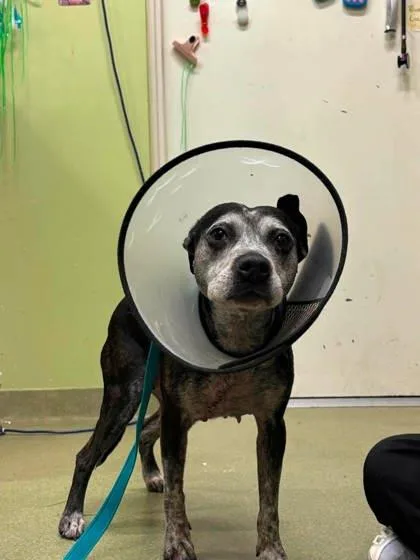 An adult medium-sized female Black American Staffordshire Terrier dog named Star for adoption in Annapolis, MD