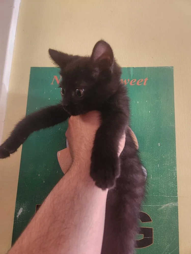 A baby medium-sized male Black Domestic Short Hair cat named Loch Ness for adoption in Evansville, IN