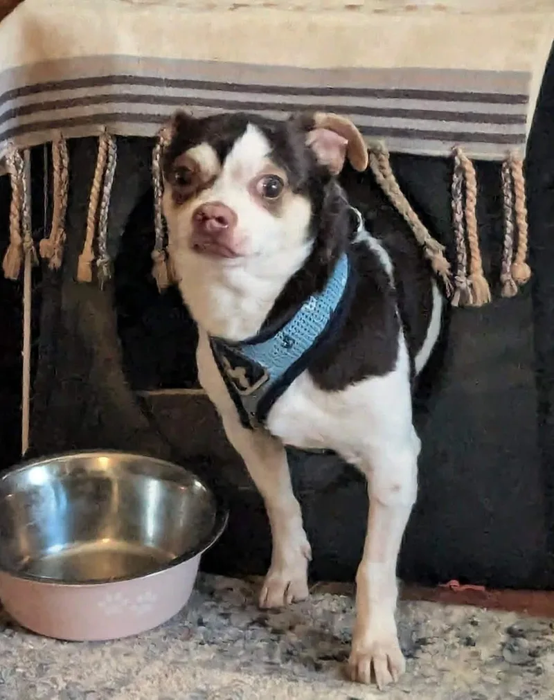 Shorty & Blanco thumbnail 2