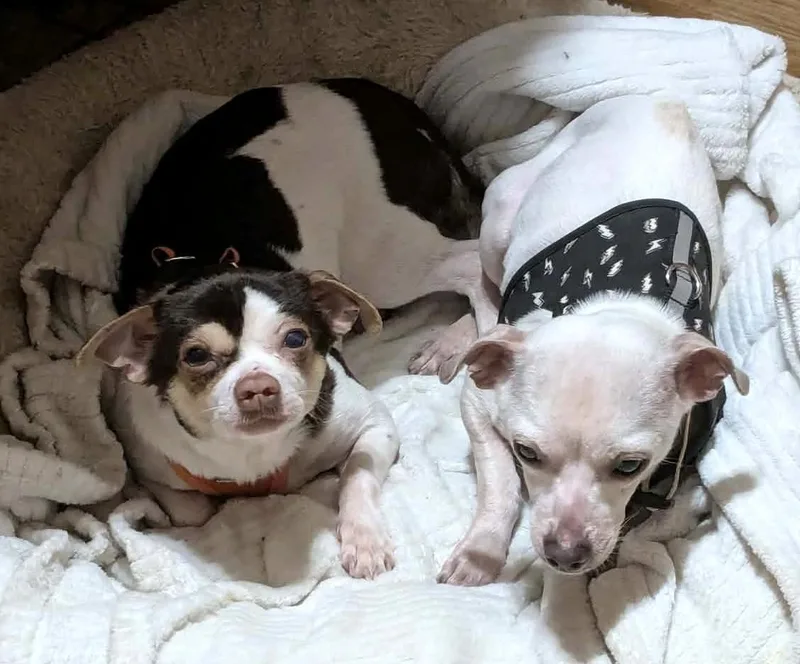 Shorty & Blanco thumbnail 3