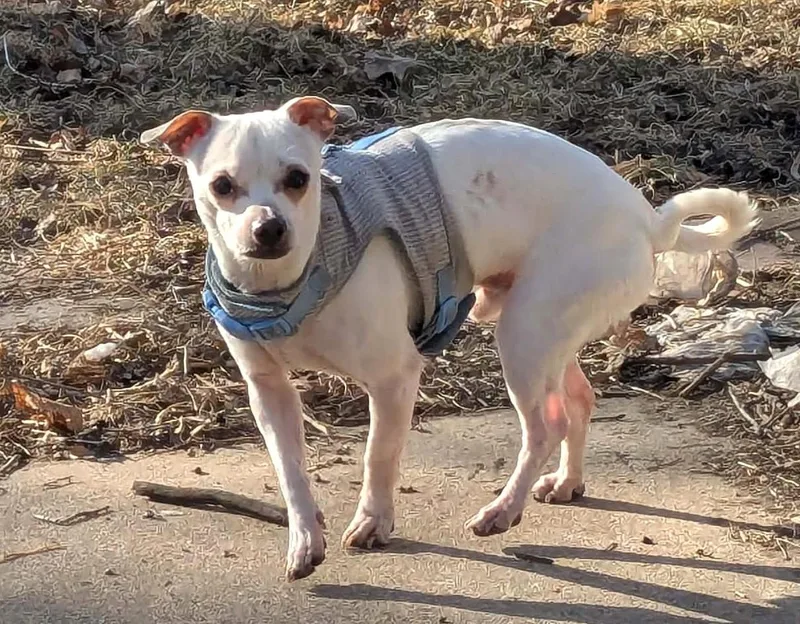 Shorty & Blanco thumbnail 4