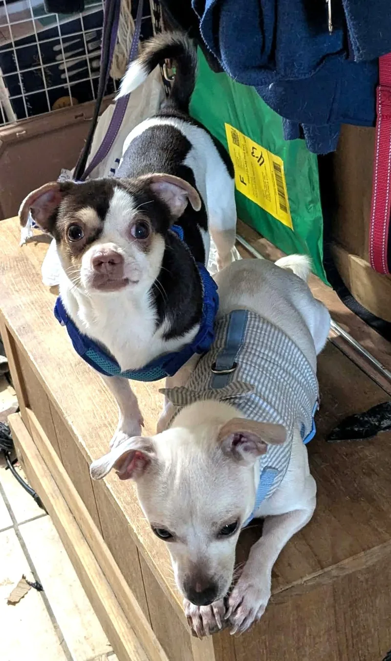 A young small-sized male White / Cream Chihuahua dog named Shorty & Blanco for adoption in Westmont, IL