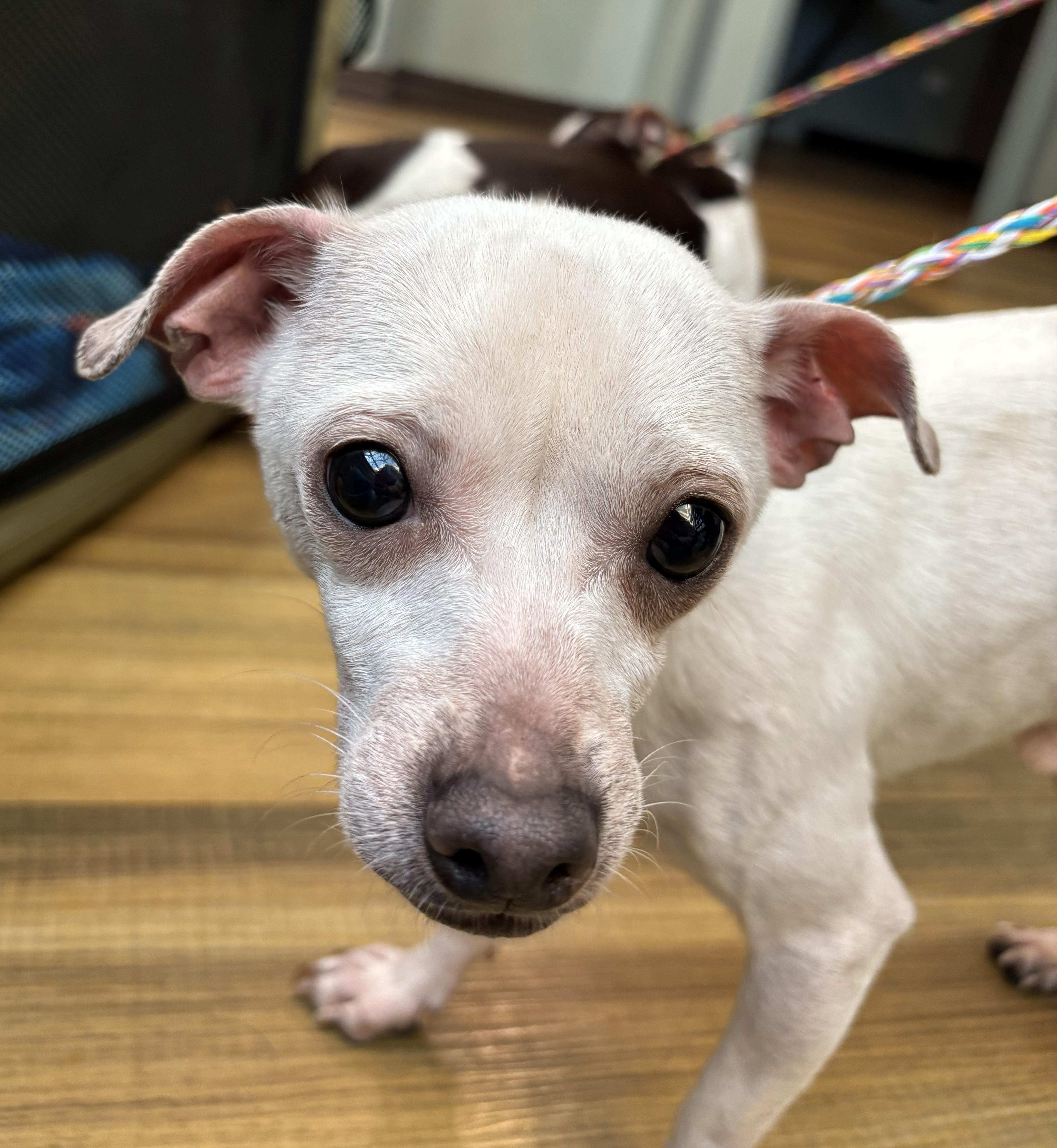 Shorty & Blanco thumbnail 5