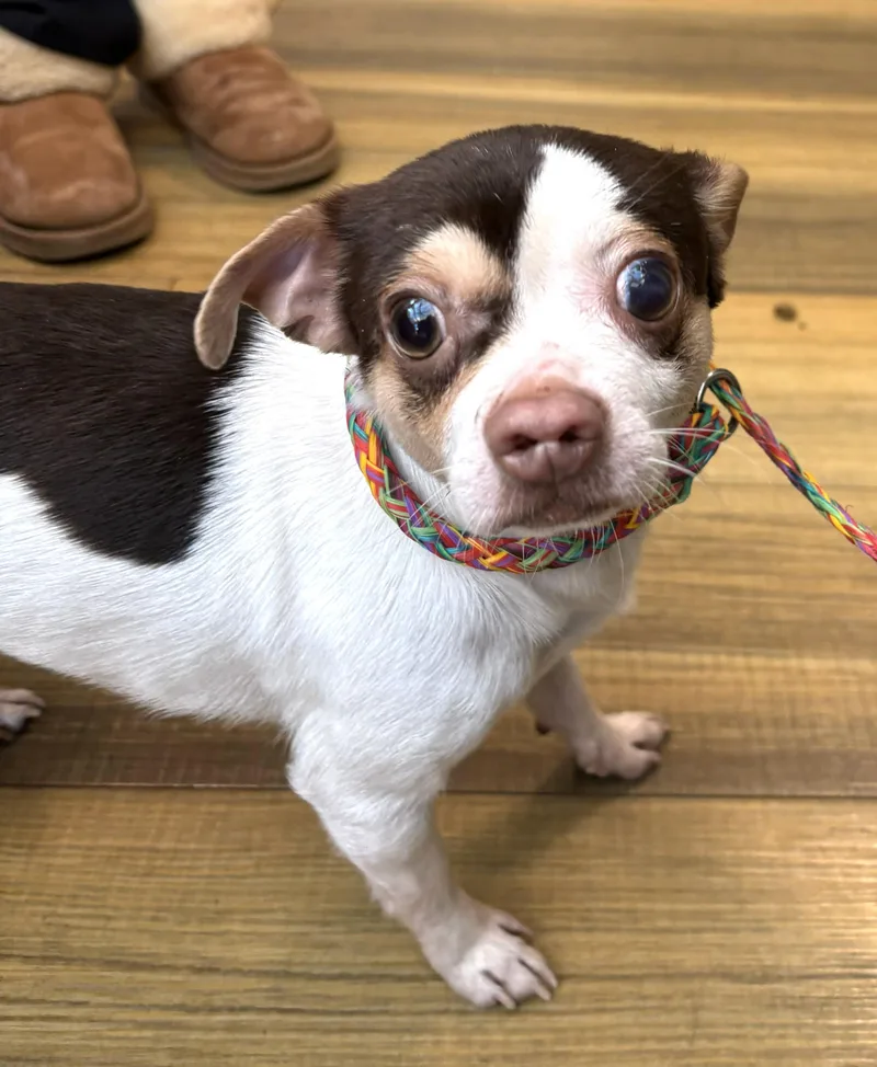 Shorty & Blanco thumbnail 6