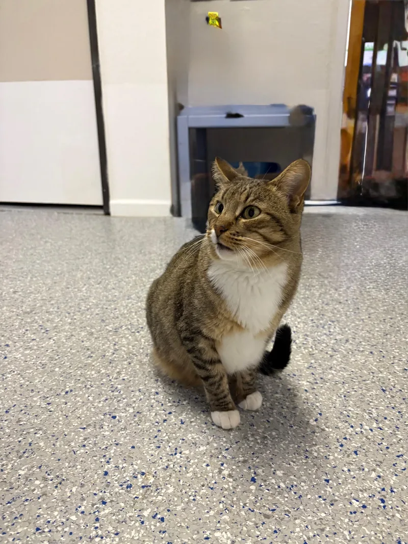 Franklin thumbnail 2