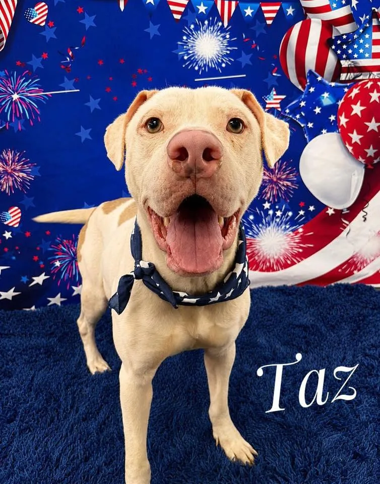 Taz