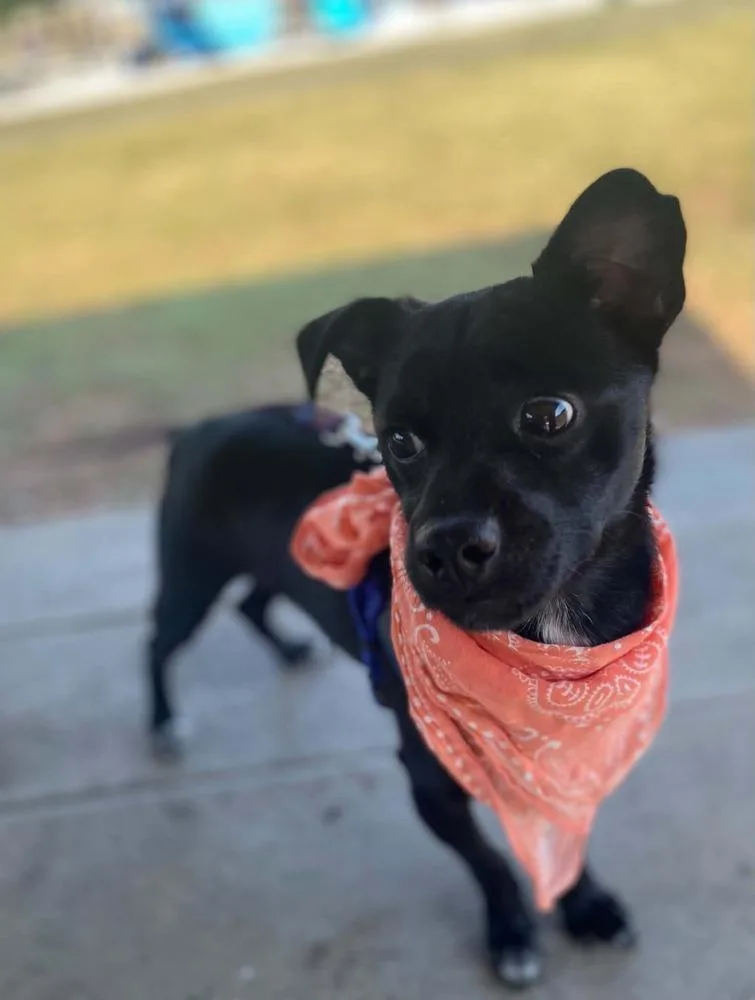 A young small-sized male Black Chihuahua dog named Jack for adoption in Willingboro, NJ