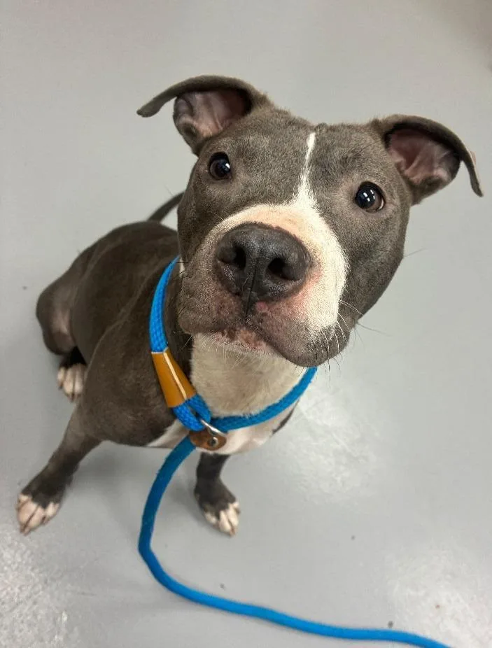 A young medium-sized female Pit Bull Terrier dog named Bernise for adoption in Hartsville, SC