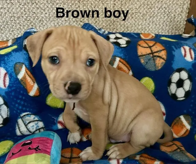 Baby Boys thumbnail 2