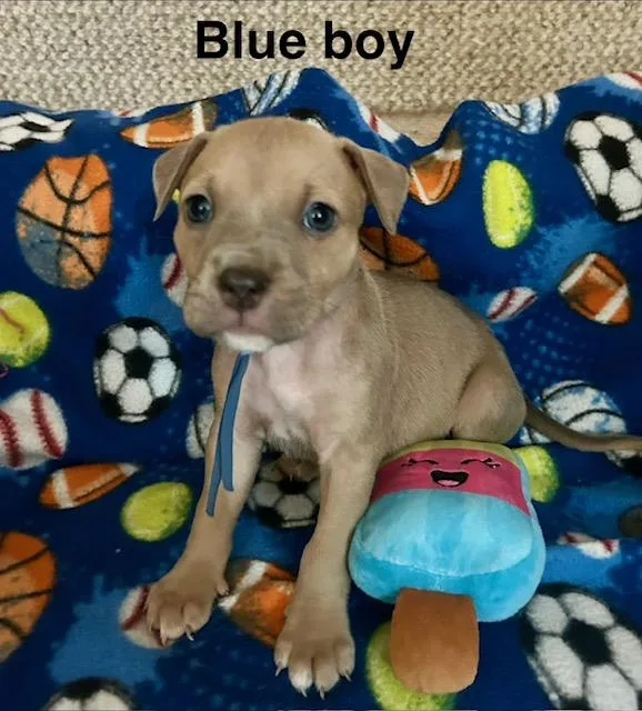 Baby Boys thumbnail 3