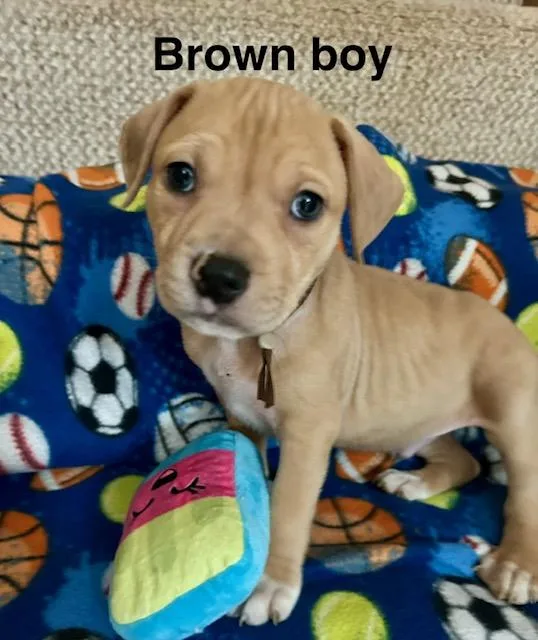 Baby Boys thumbnail 4