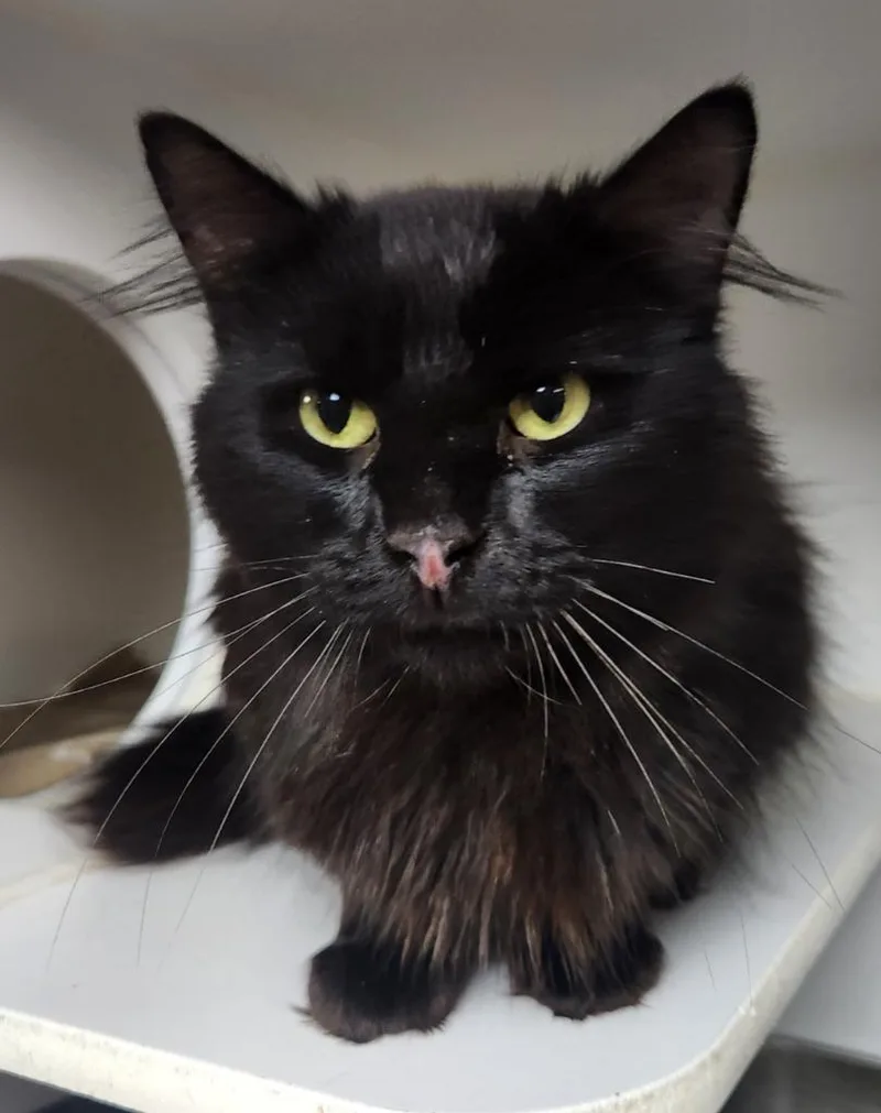 A young medium-sized male Domestic Long Hair cat named Craig for adoption in Walnutport, PA