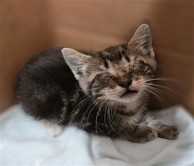 A baby medium-sized female Domestic Short Hair cat named Nat for adoption in Dallas, TX