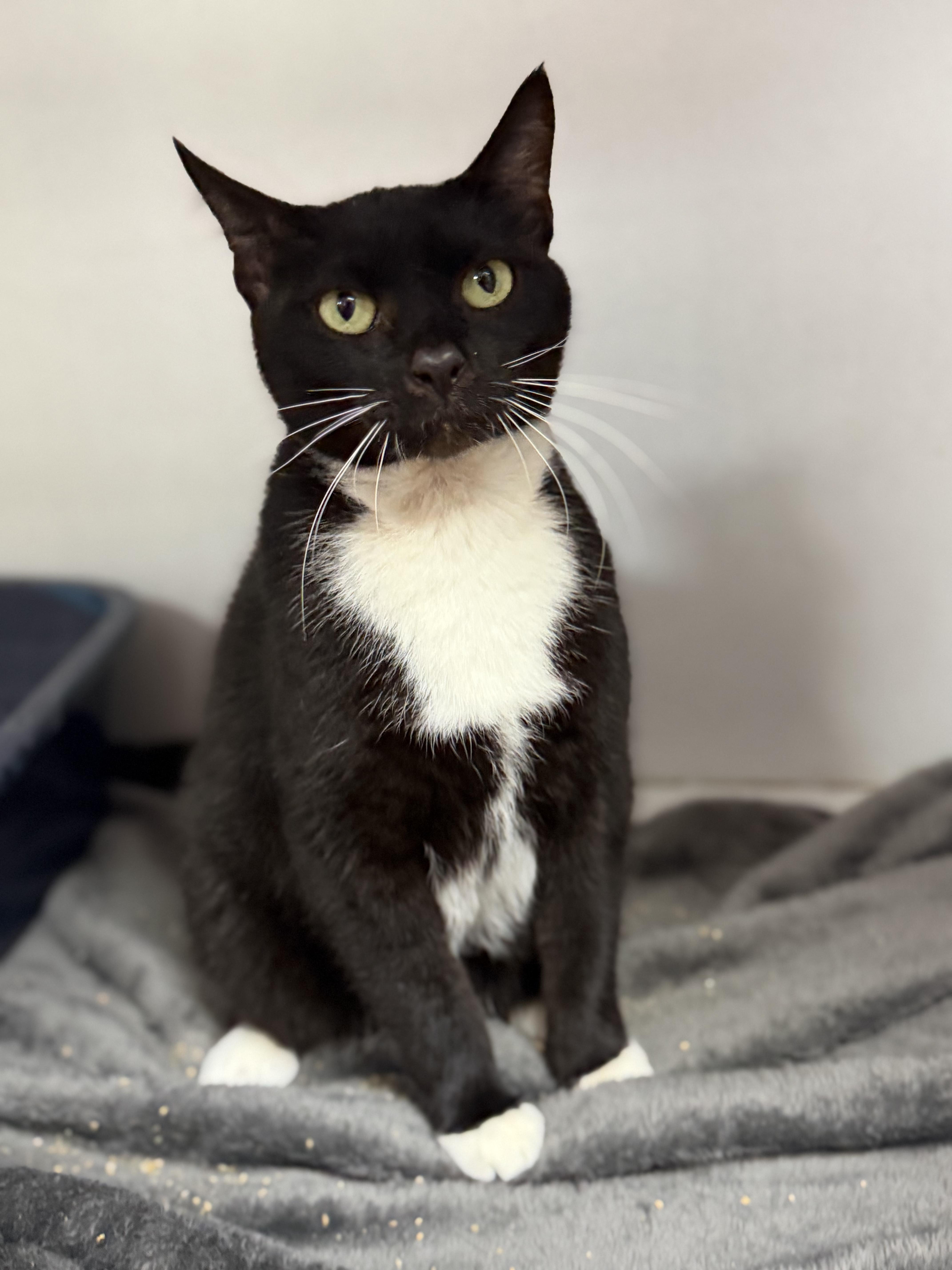 An adult medium-sized female Black & White / Tuxedo Tuxedo cat named Black Eyed Pea for adoption in Columbia, SC