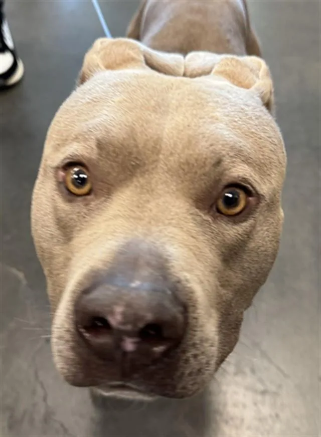 A young large-sized male Pit Bull Terrier dog named Philly for adoption in Chatsworth, CA