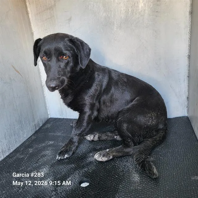 A young medium-sized female American Staffordshire Terrier dog named Meadow for adoption in San Antonio, TX