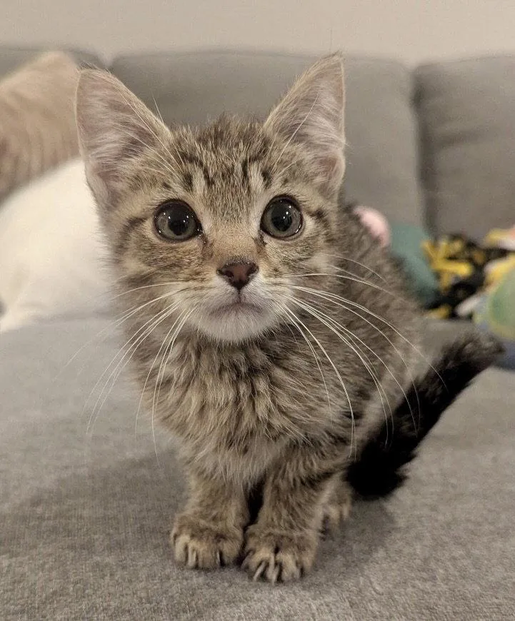 A young medium-sized male Tabby cat named Carrots for adoption in Garner, NC