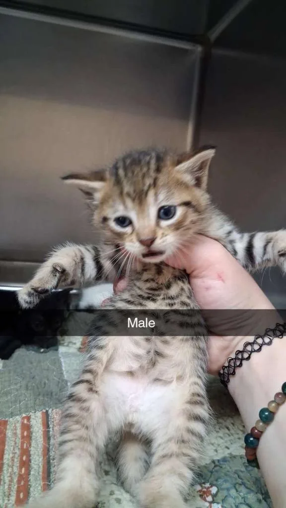 A baby medium-sized male Domestic Short Hair cat named Jasper for adoption in Burnsville, NC
