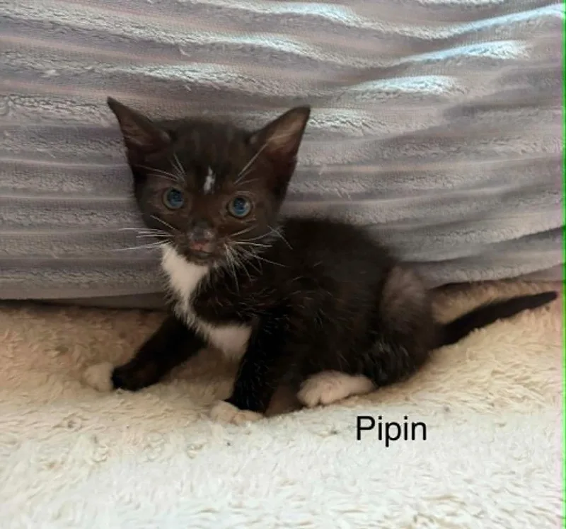 A baby small-sized female Domestic Short Hair cat named Pipin Vale for adoption in Newnan, GA