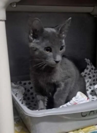A baby small-sized male Gray / Blue / Silver Domestic Short Hair cat named Pinot for adoption in Marshall, NC