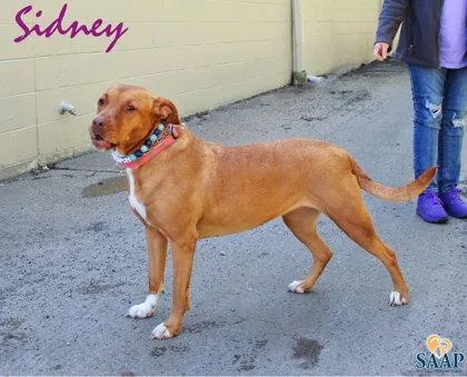 An adult large-sized female Pit Bull Terrier dog named Sidney for adoption in Newport, KY