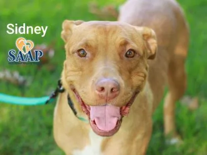 Sidney thumbnail 3