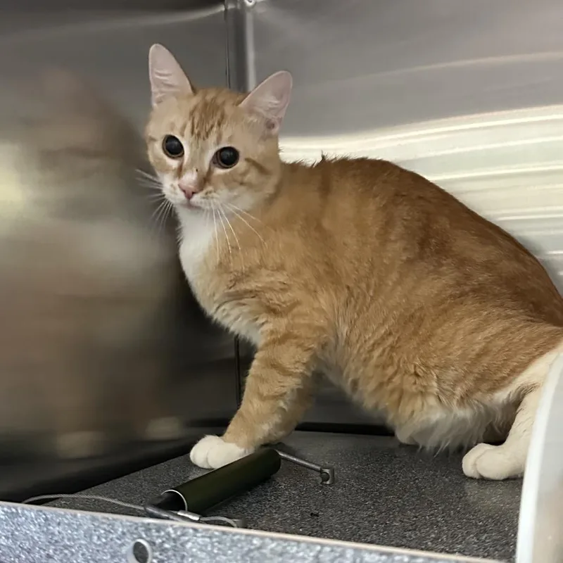 Garfield