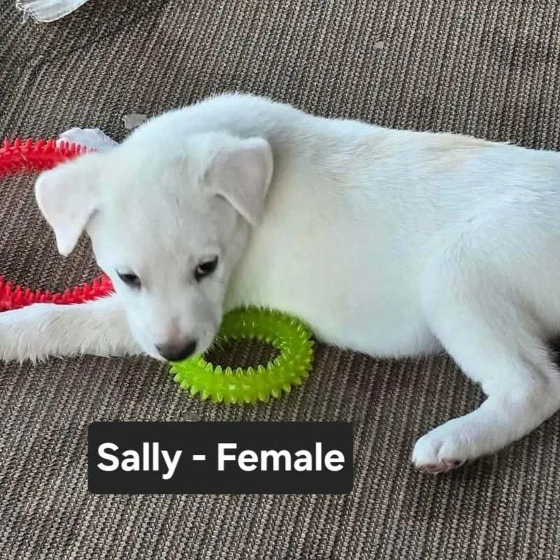 Sally