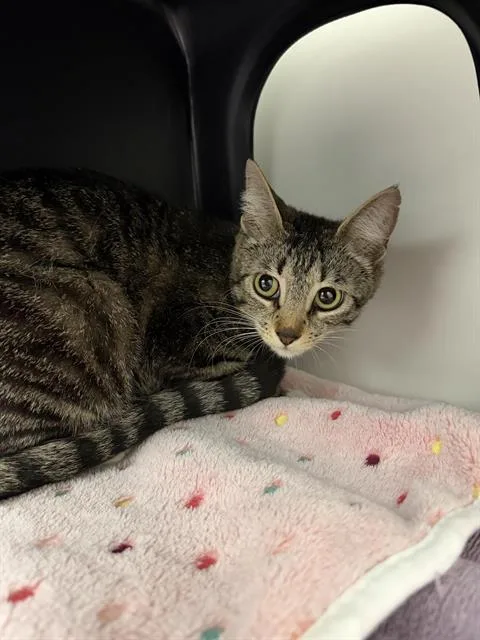A young small-sized female Domestic Short Hair cat named Kindness for adoption in Ontario, CA