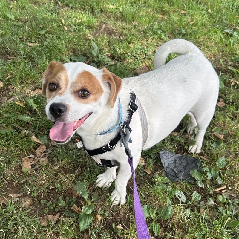 An adult medium-sized male White / Cream Beagle dog named Rudy for adoption in Falls Church, VA